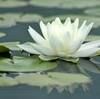 flower27610